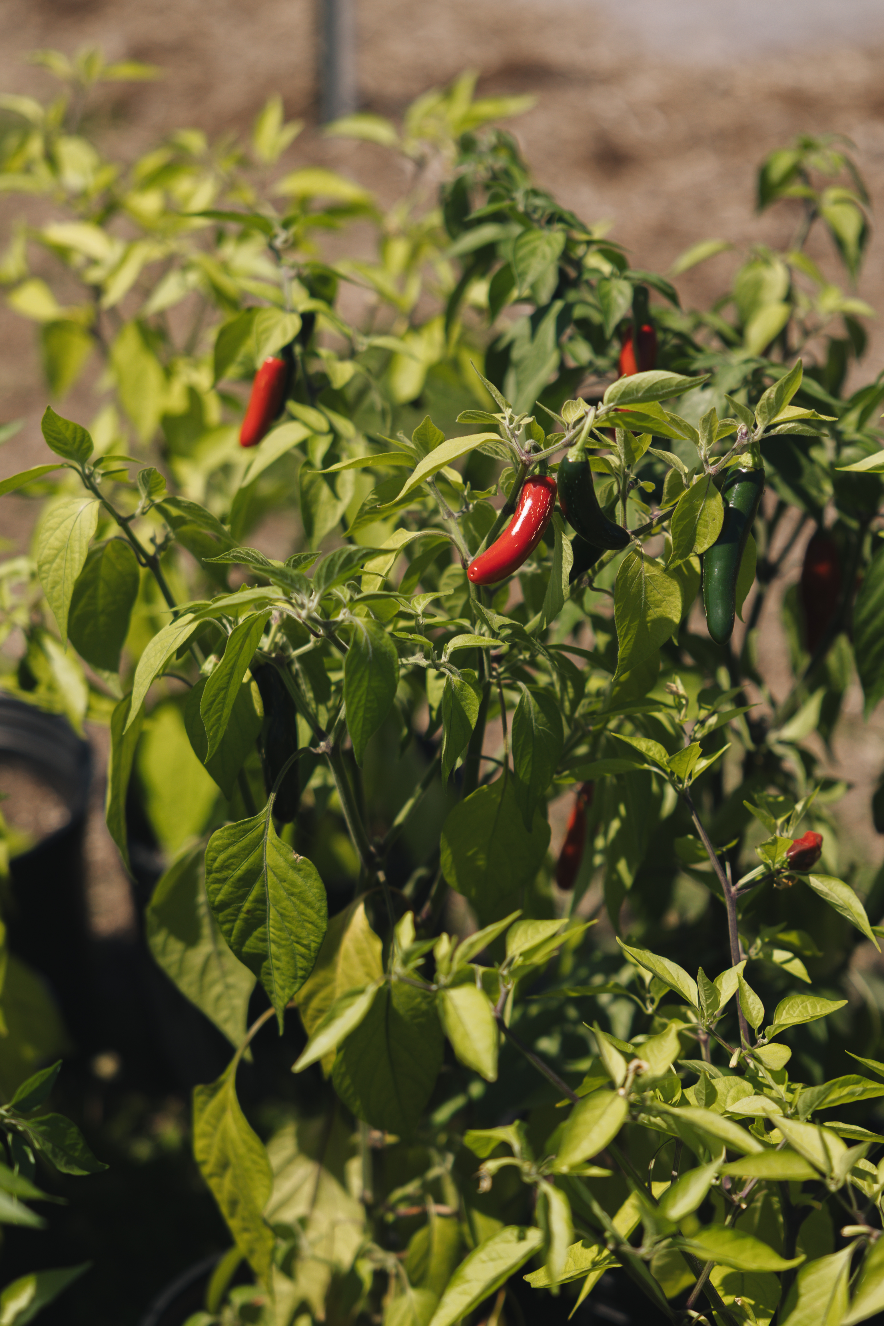 Ripe red chili peppers growing on the plant at Firefly Farm