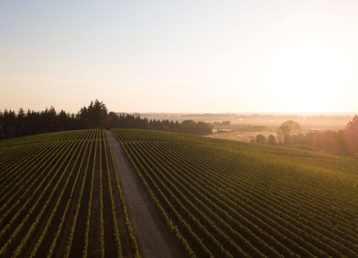 a close up of a reptile