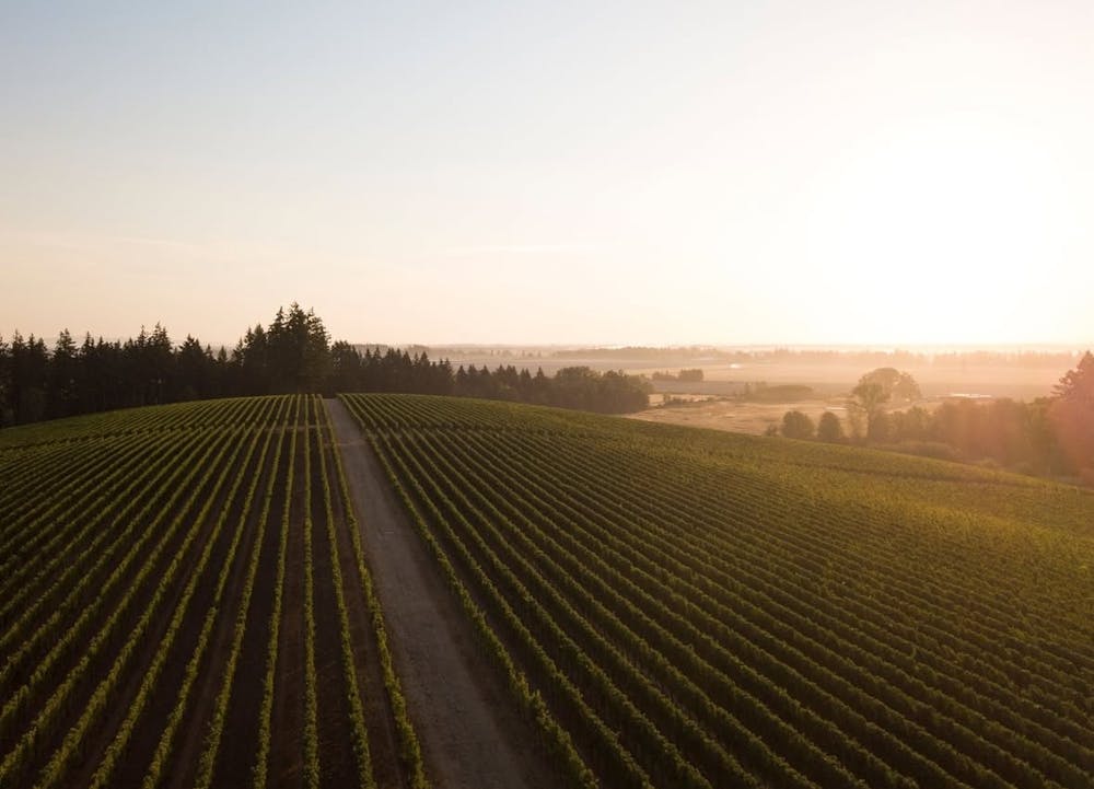 a close up of a reptile