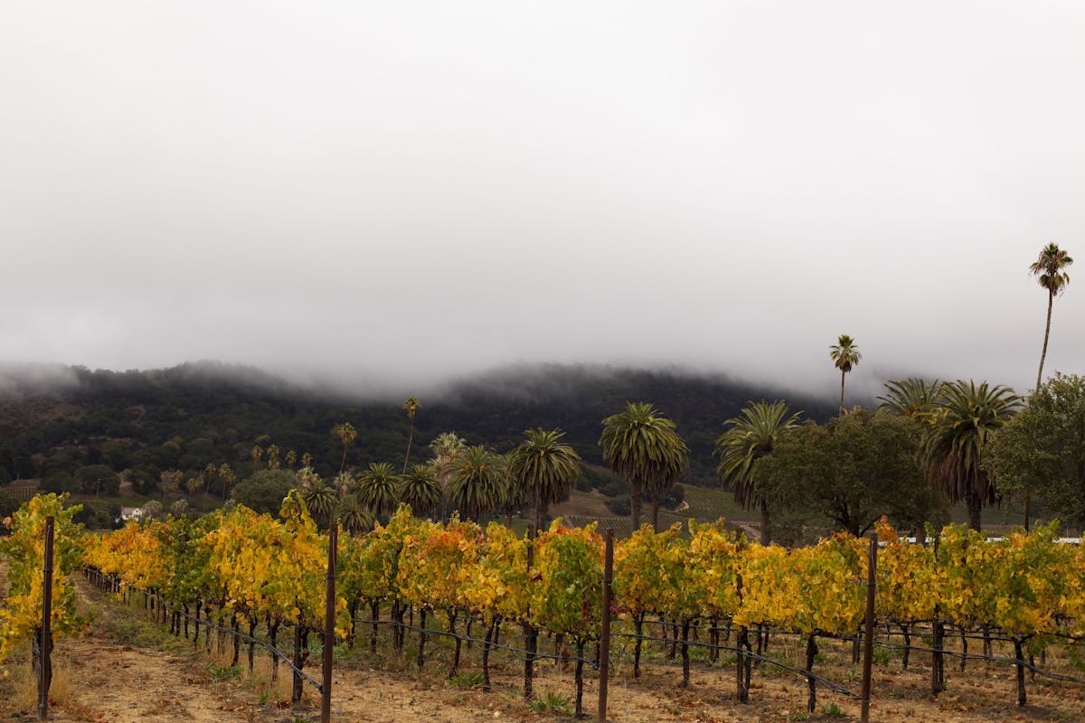 landscape of Scribe Winery vineyards