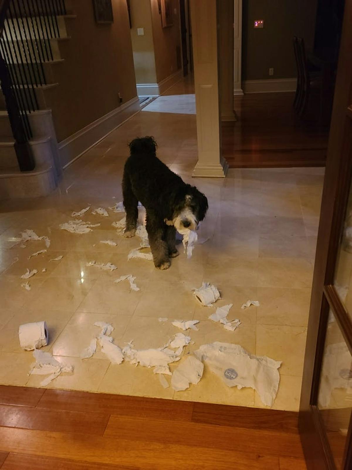 a dog standing on the floor