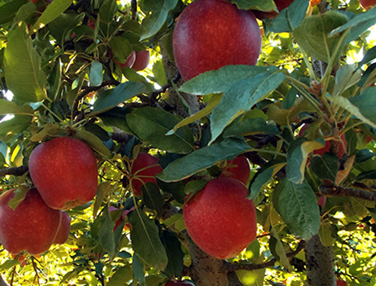 a fruit hanging from a branch