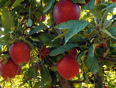a fruit hanging from a branch