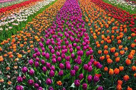 sweeten creek coffee field of flowers