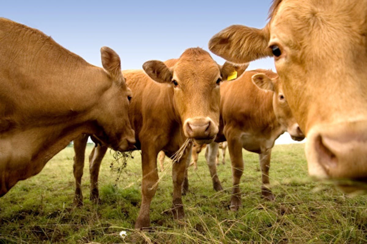 a herd of cattle standing on top of a grass covered field