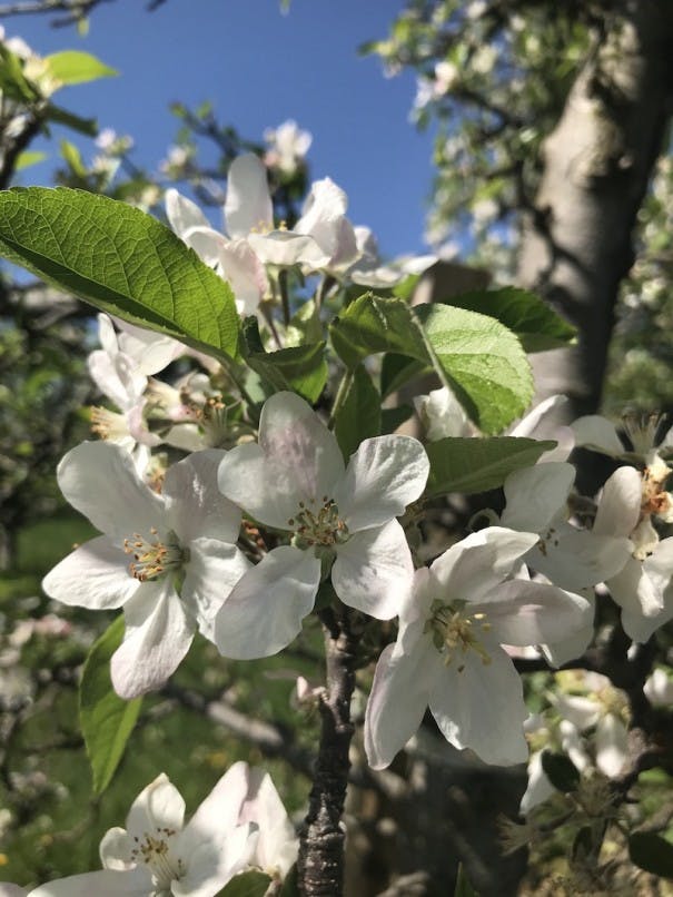 sweeten creek coffee visits apple blossom tour