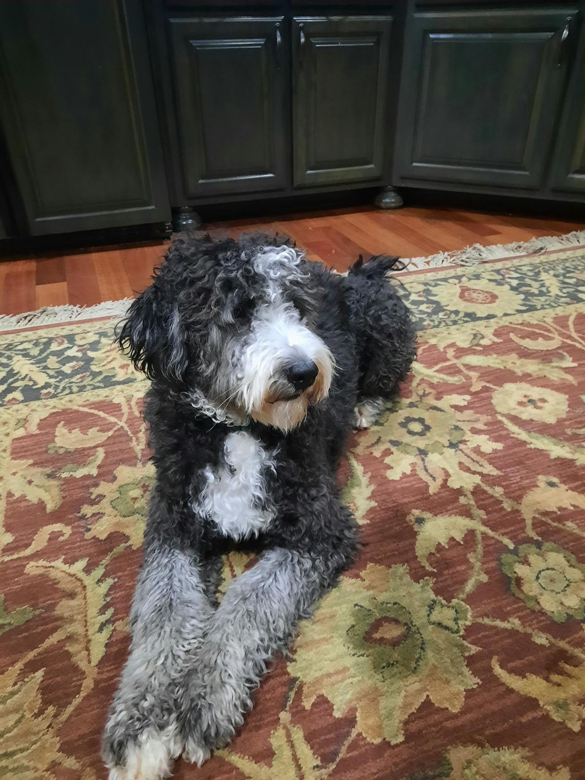 sweeten creek mascot Jaeger the wonderdog