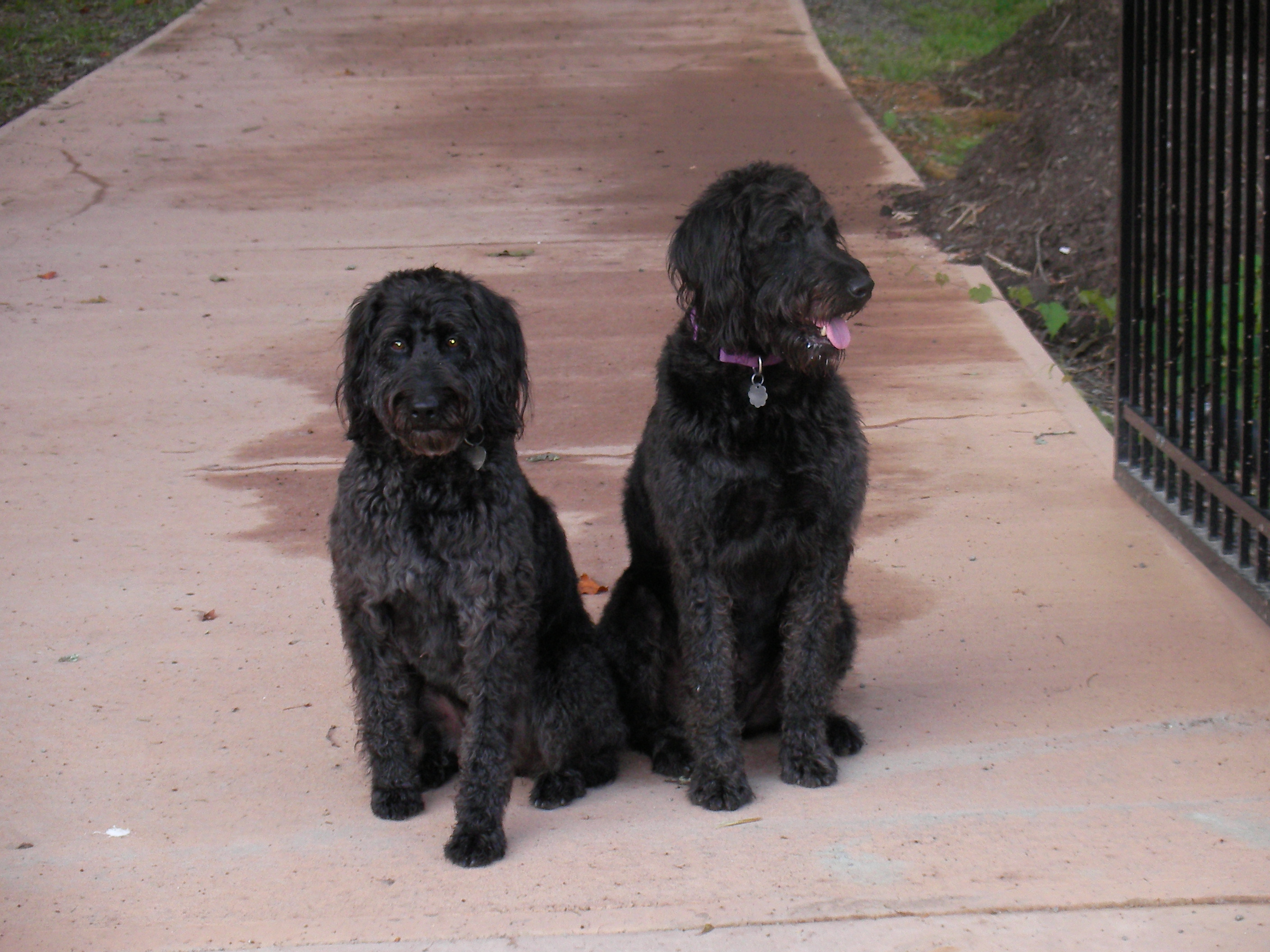 a dog sitting on the ground