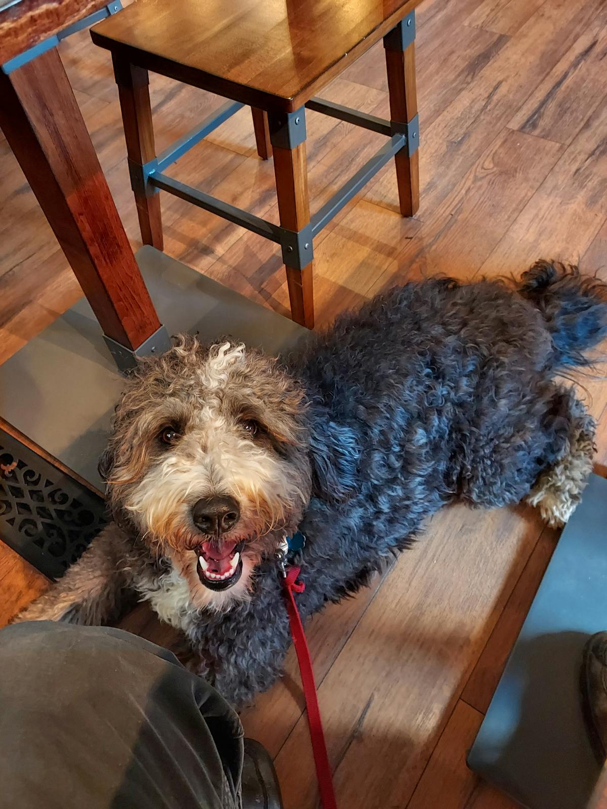 Dog at Sweeten Creek Coffee