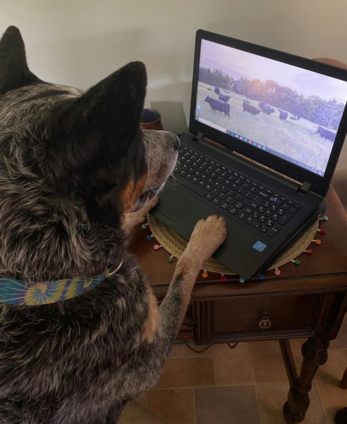 a dog sitting in front of a laptop