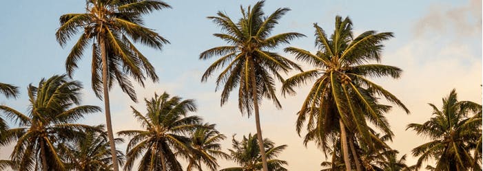 a beach with a palm tree