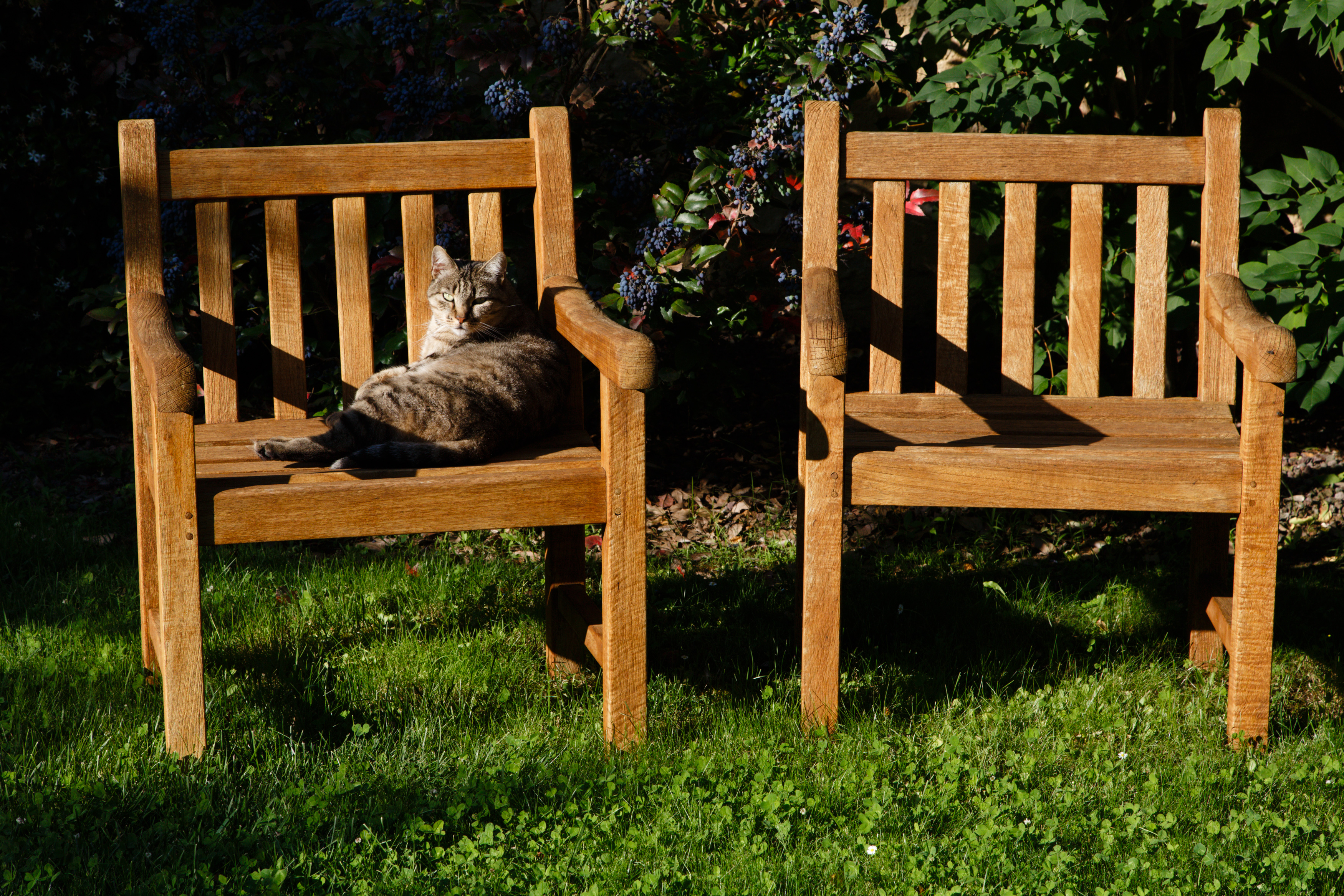 a wooden park bench sitting in the grass