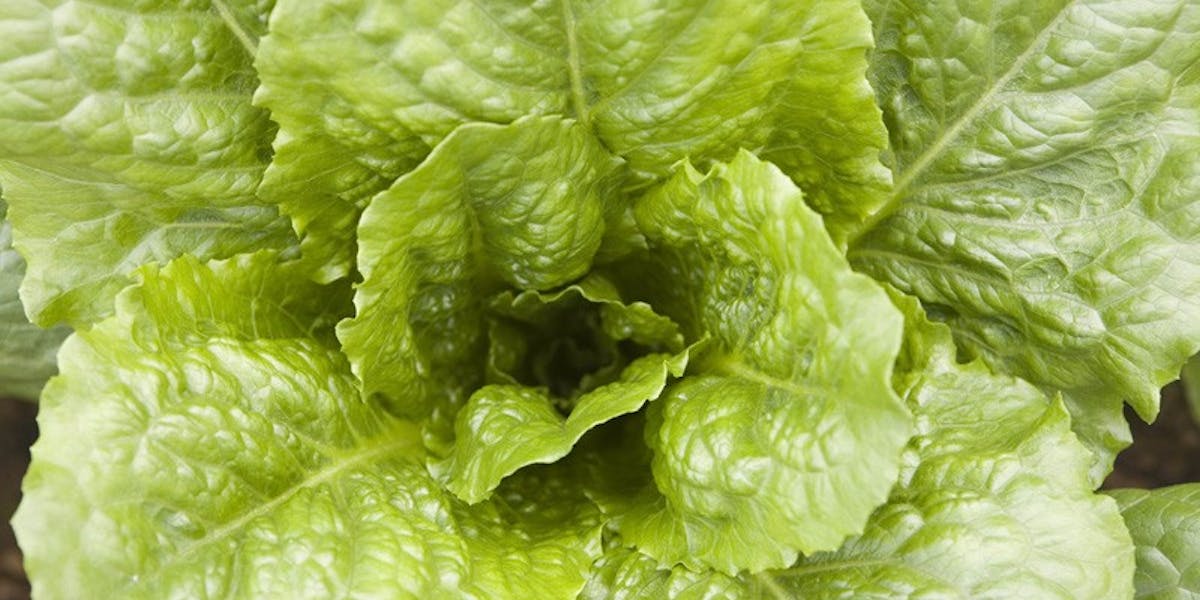 About Northstar Cafe Order Online For Curbside Pickup about-northstar-cafe-order-online-for-curbside-pickup