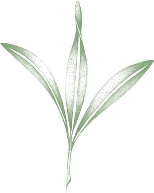 a close up of a plant