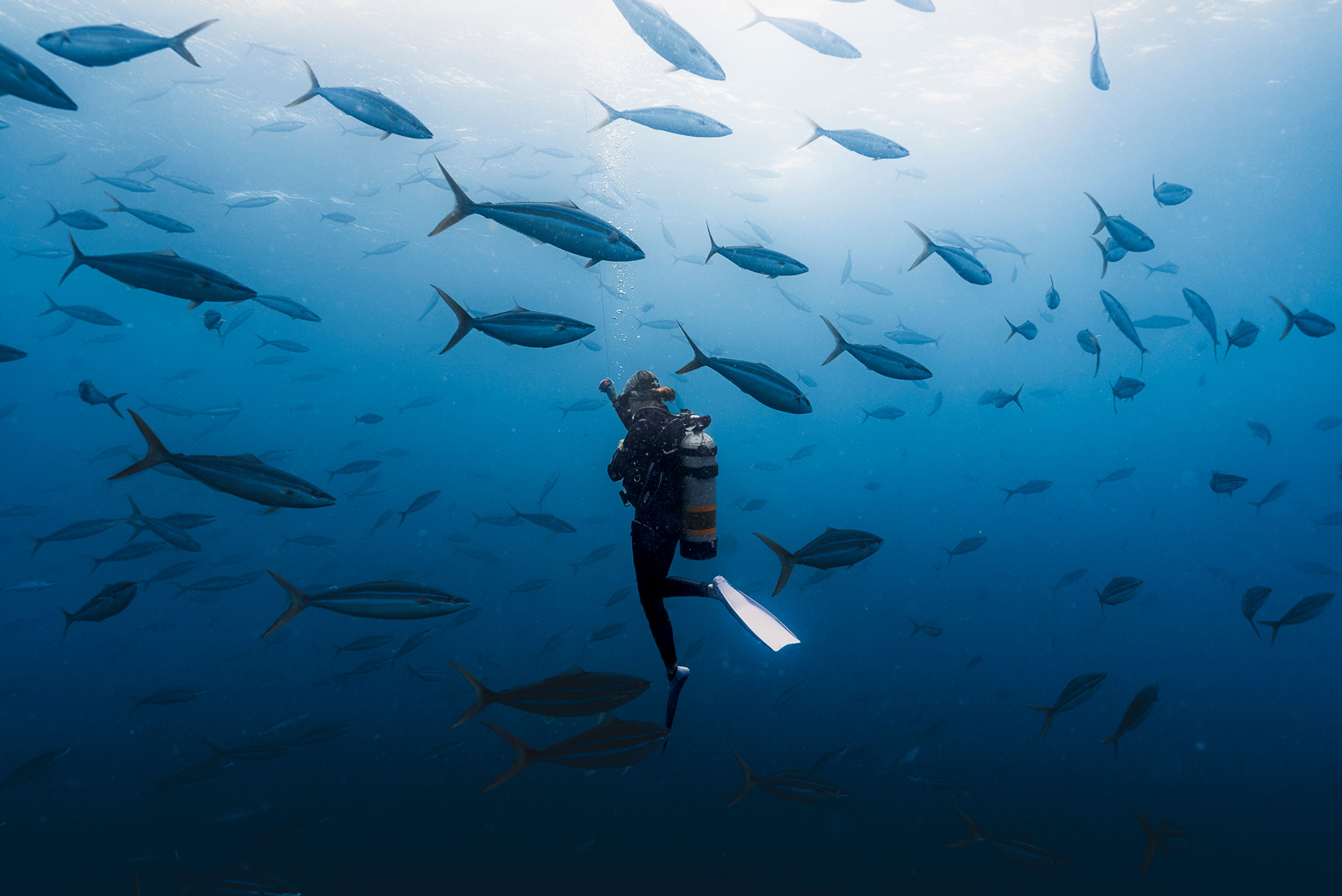 a person in scuba gear swimming with fish