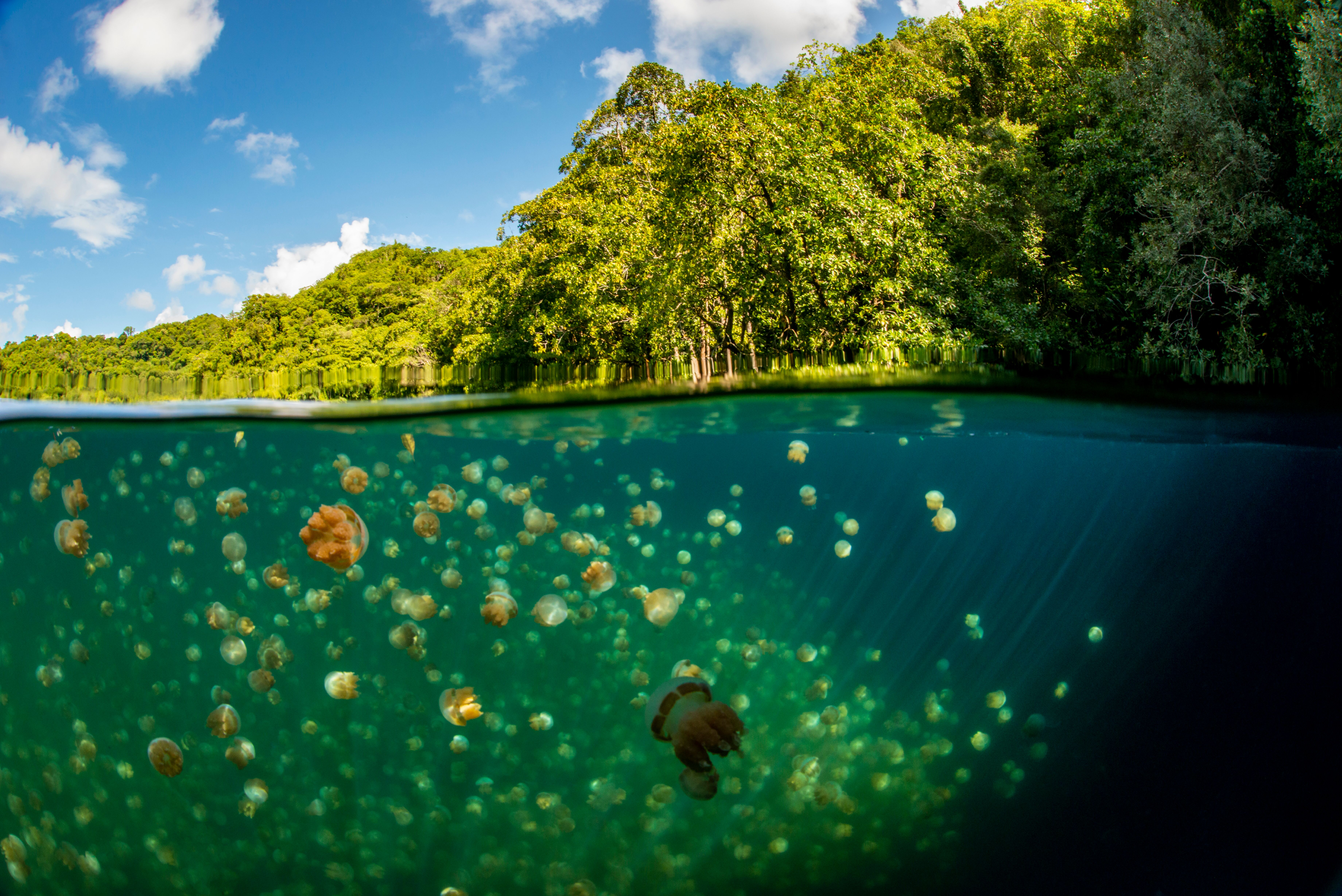 a group of jellyfish swimming in water with trees in the background