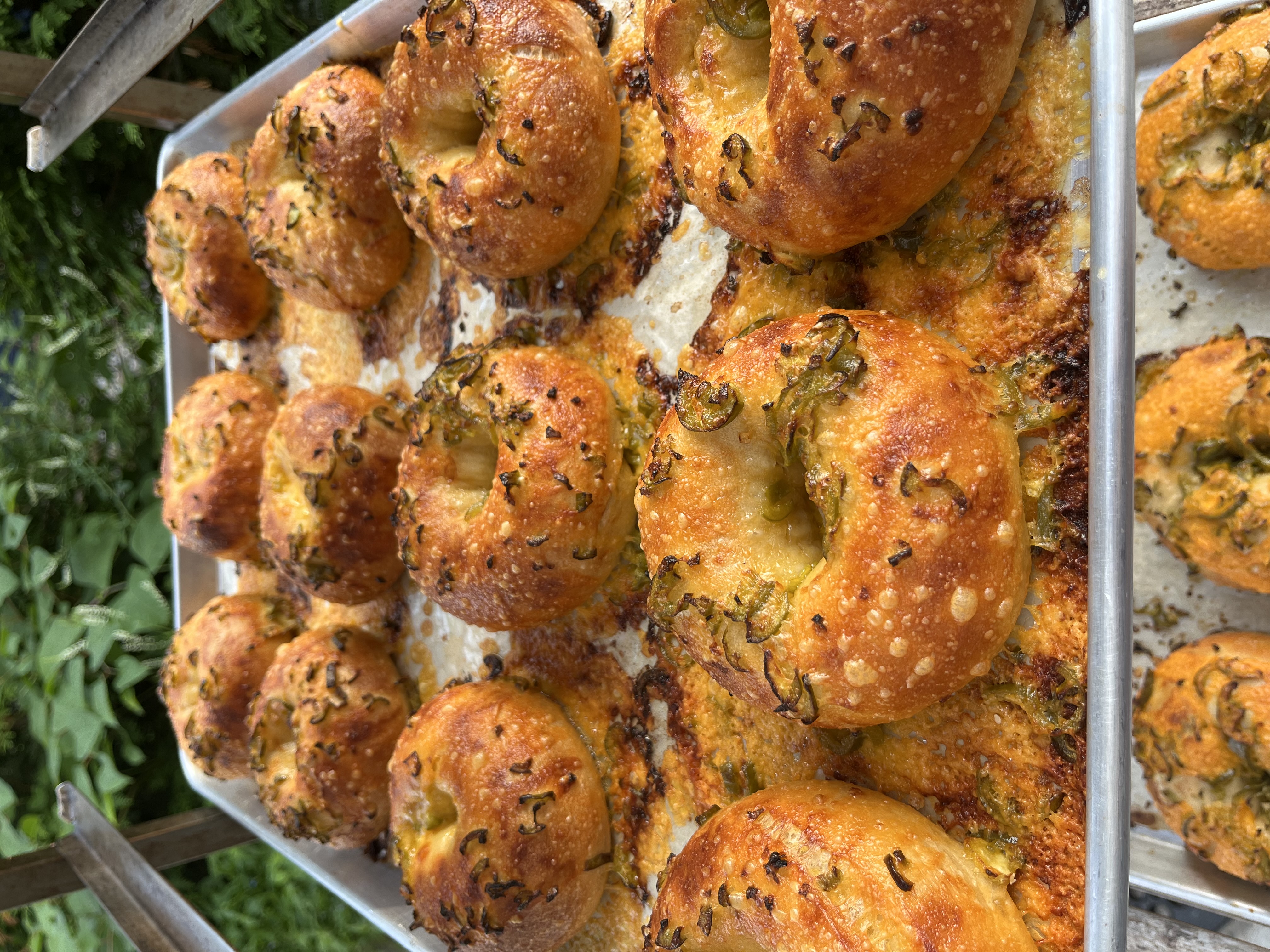 Jalapeno Cheddar Bagels