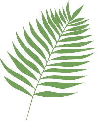 a close up of a plant