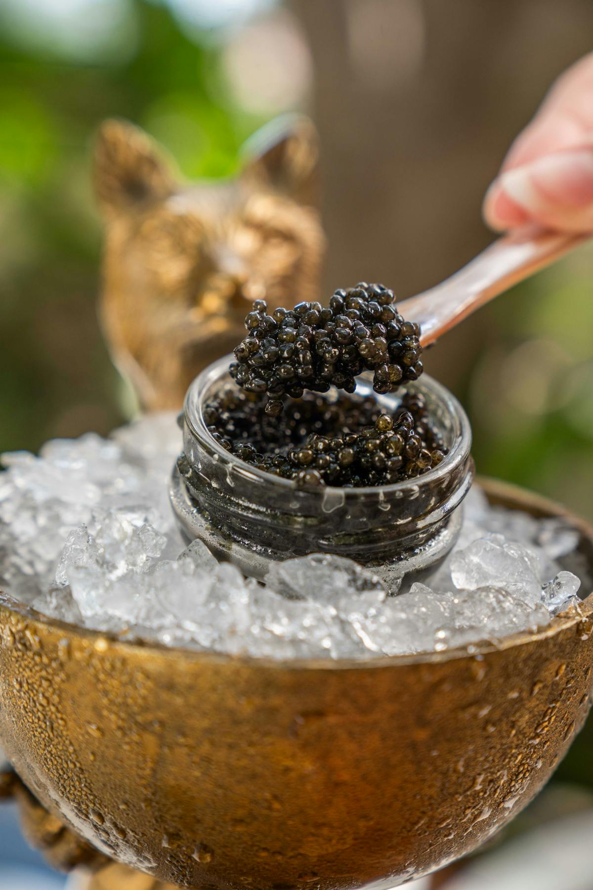 caviar in Newport Beach. fine dining in Newport Beach. steakhouse in Newport Beach.