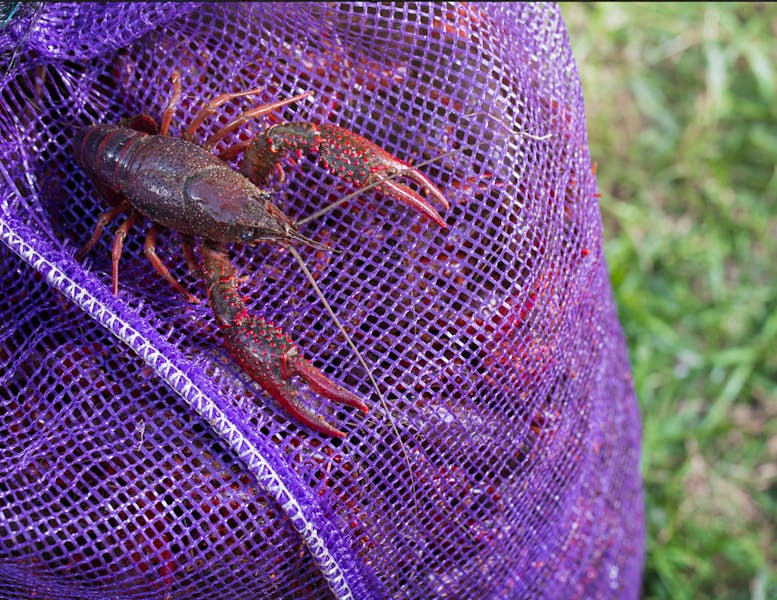 Crawfish for sale near outlet me