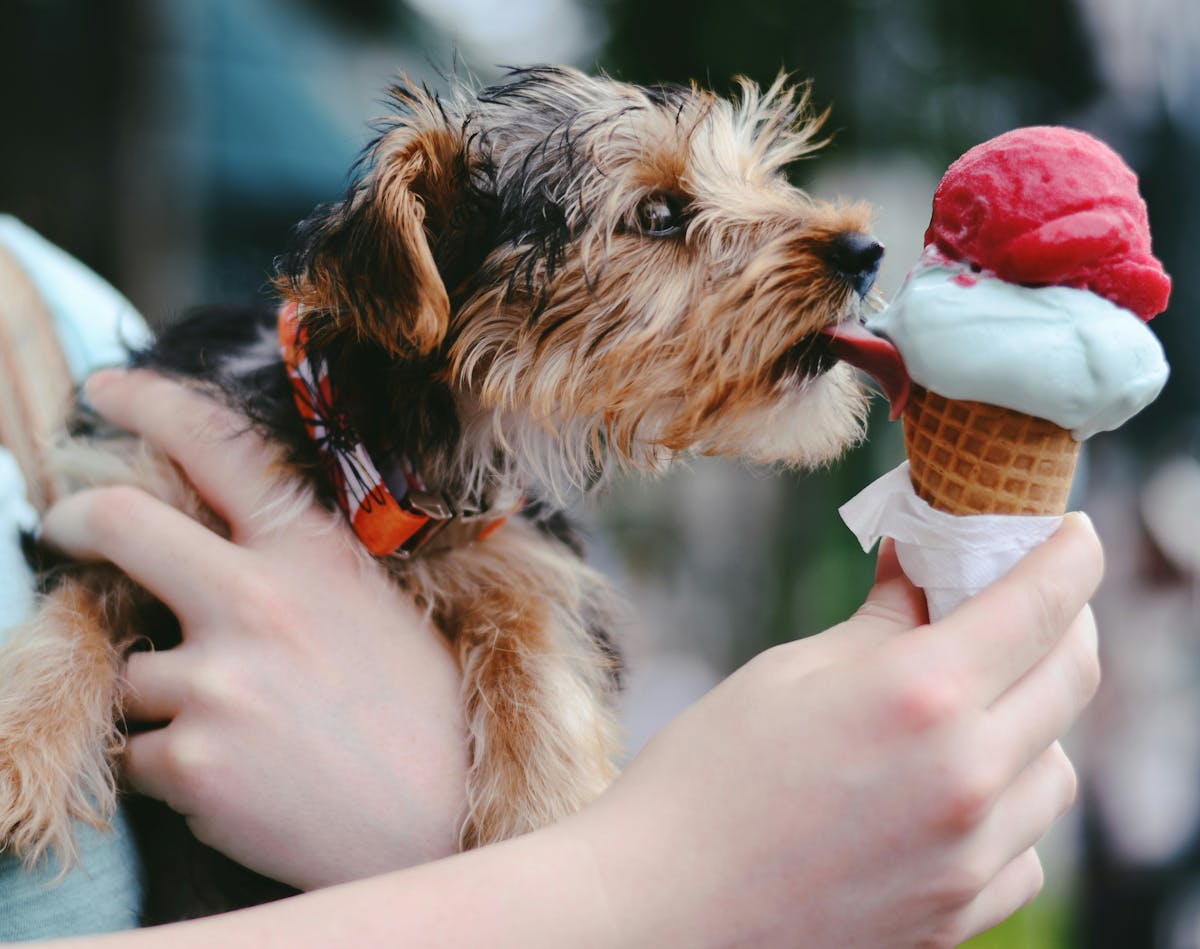 a woman holding a dog