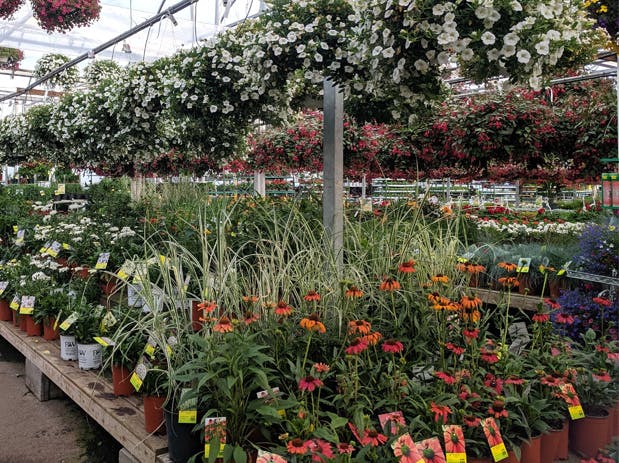 a close up of a flower garden