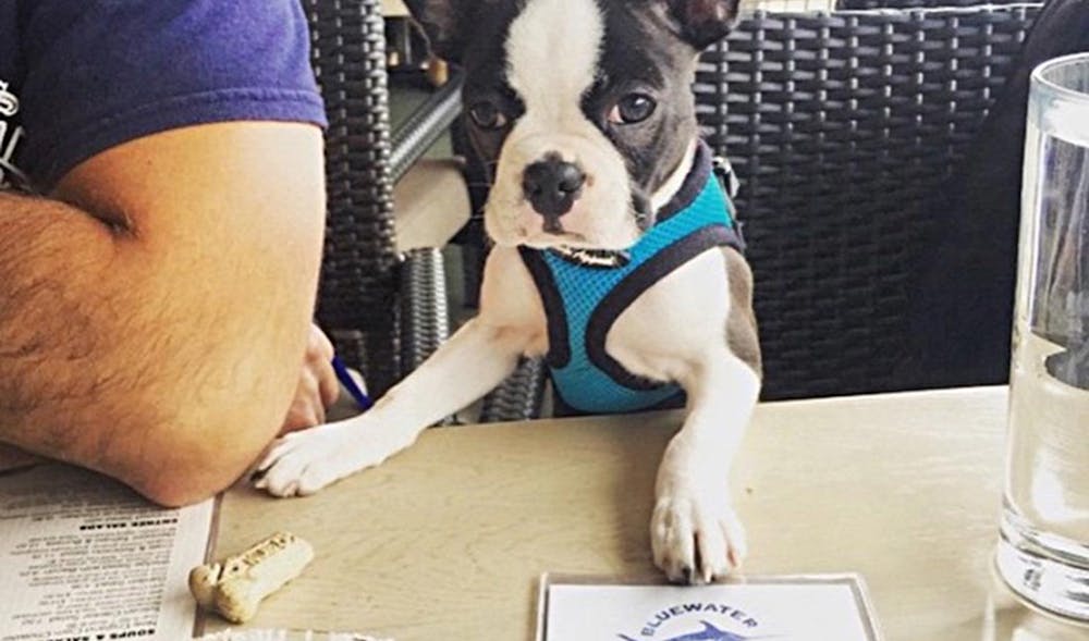 a dog sitting on a table