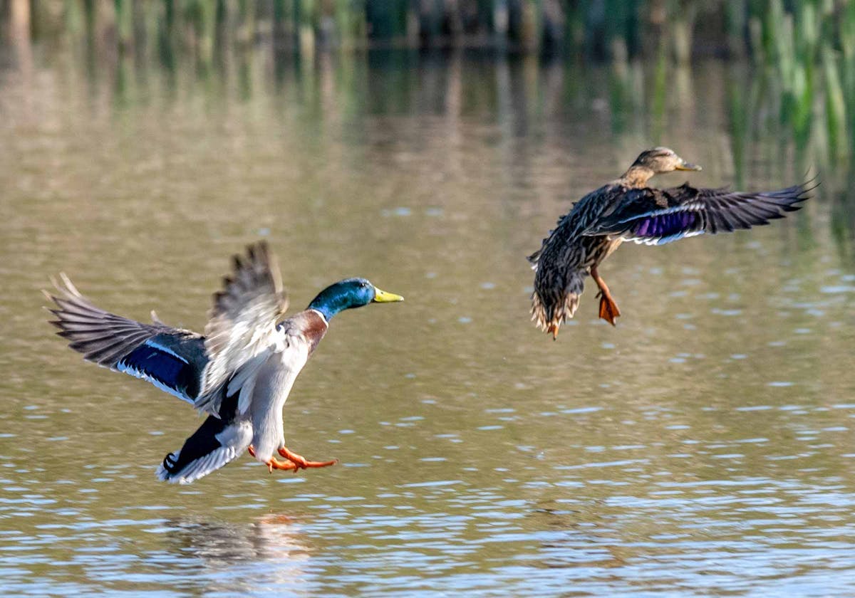 Mallard ducks in flight over water.