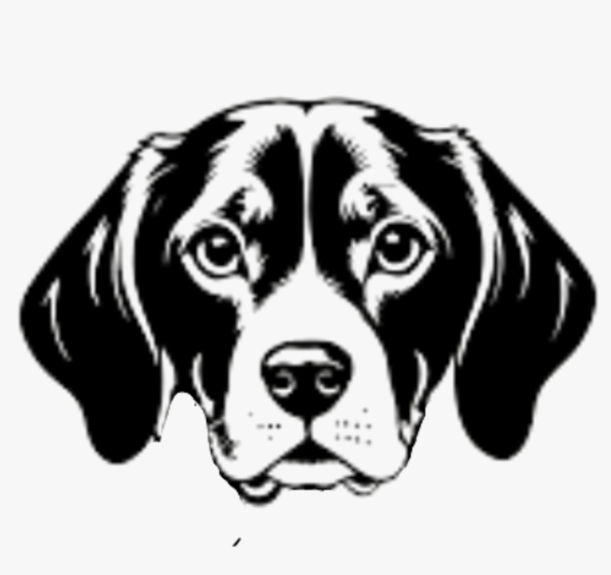 Photo of a Beagle