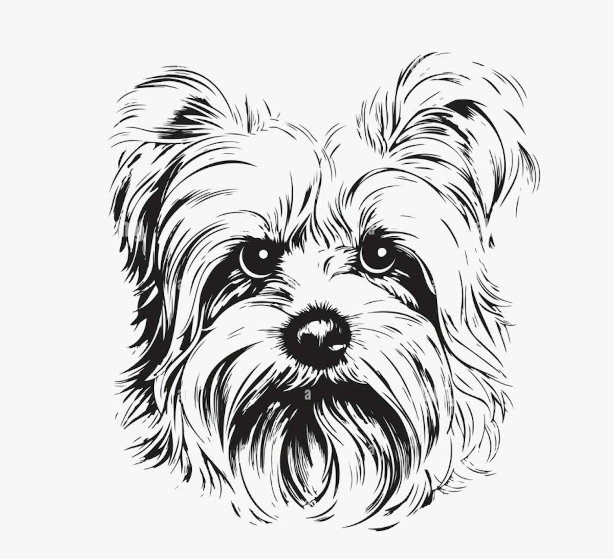 Photo of a Yorkie
