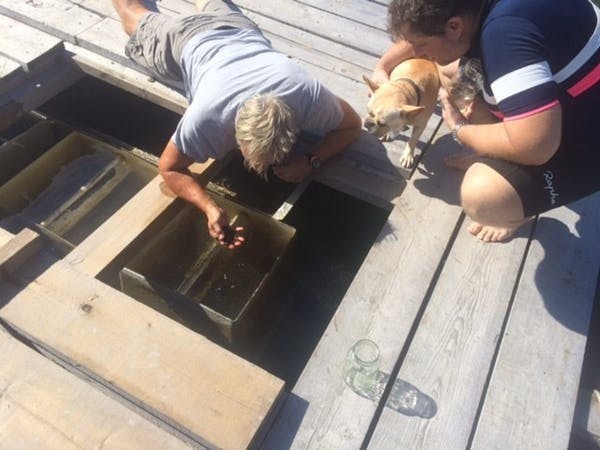 Photo of Widow’s Hole Oysters