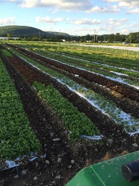 Photo of Norwich Meadows Farm