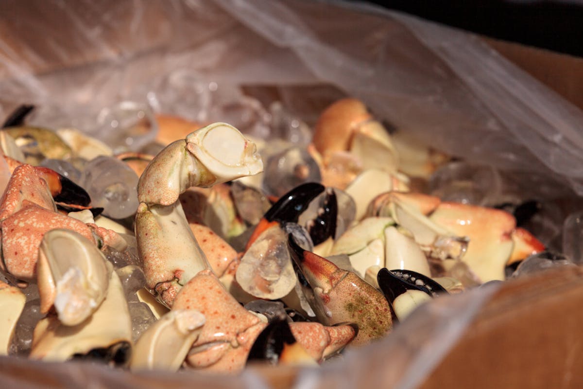 stone crab season