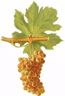 a close up of a flower