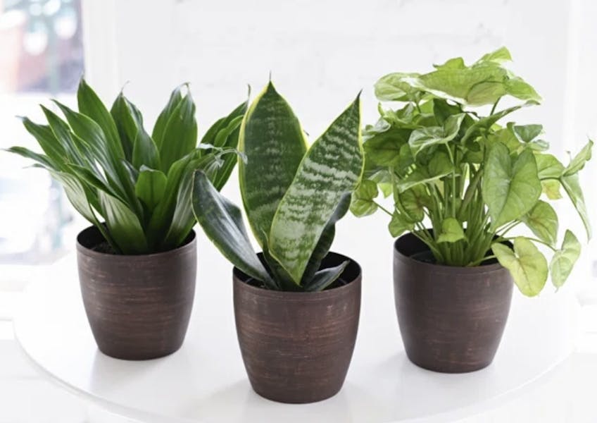 VARNISH & VINE POTTING CLASS Billie's Grocery Organic Whole Eats