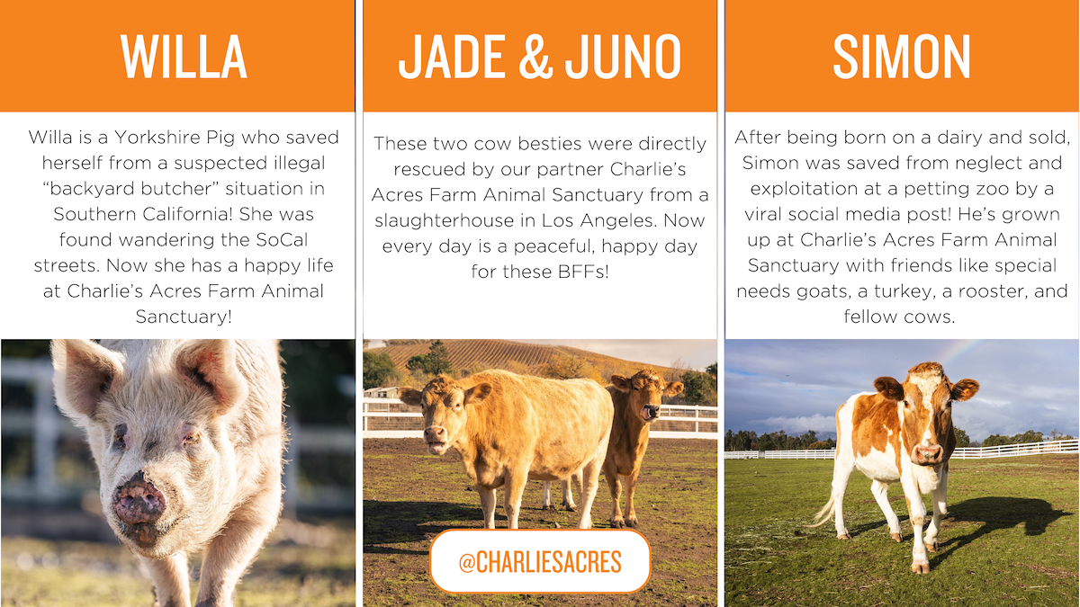 Photos of a pig and cows with the following copy: WILLA: Willa is a Yorkshire Pig who saved herself from a suspected illegal “backyard butcher” situation in Southern California! She was found wandering the SoCal streets. Now she has a happy life at Charlie’s Acres Farm Animal Sanctuary!  JADE & JUNO: These two cow besties were directly rescued by our partner Charlie’s Acres Farm Animal Sanctuary from a slaughterhouse in Los Angeles. Now every day is a peaceful, happy day for these BFFs!  SIMON: After being born on a dairy and sold, Simon was saved from neglect and exploitation at a petting zoo by a viral social media post! He’s grown up at Charlie’s Acres Farm Animal Sanctuary with friends like special needs goats, a turkey, a rooster, and fellow cows.