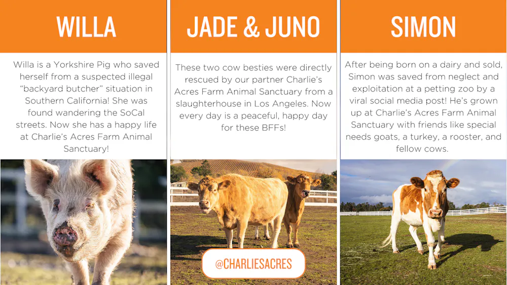 Photos of a pig and cows with the following copy: WILLA: Willa is a Yorkshire Pig who saved herself from a suspected illegal “backyard butcher” situation in Southern California! She was found wandering the SoCal streets. Now she has a happy life at Charlie’s Acres Farm Animal Sanctuary! JADE & JUNO: These two cow besties were directly rescued by our partner Charlie’s Acres Farm Animal Sanctuary from a slaughterhouse in Los Angeles. Now every day is a peaceful, happy day for these BFFs! SIMON: After being born on a dairy and sold, Simon was saved from neglect and exploitation at a petting zoo by a viral social media post! He’s grown up at Charlie’s Acres Farm Animal Sanctuary with friends like special needs goats, a turkey, a rooster, and fellow cows.