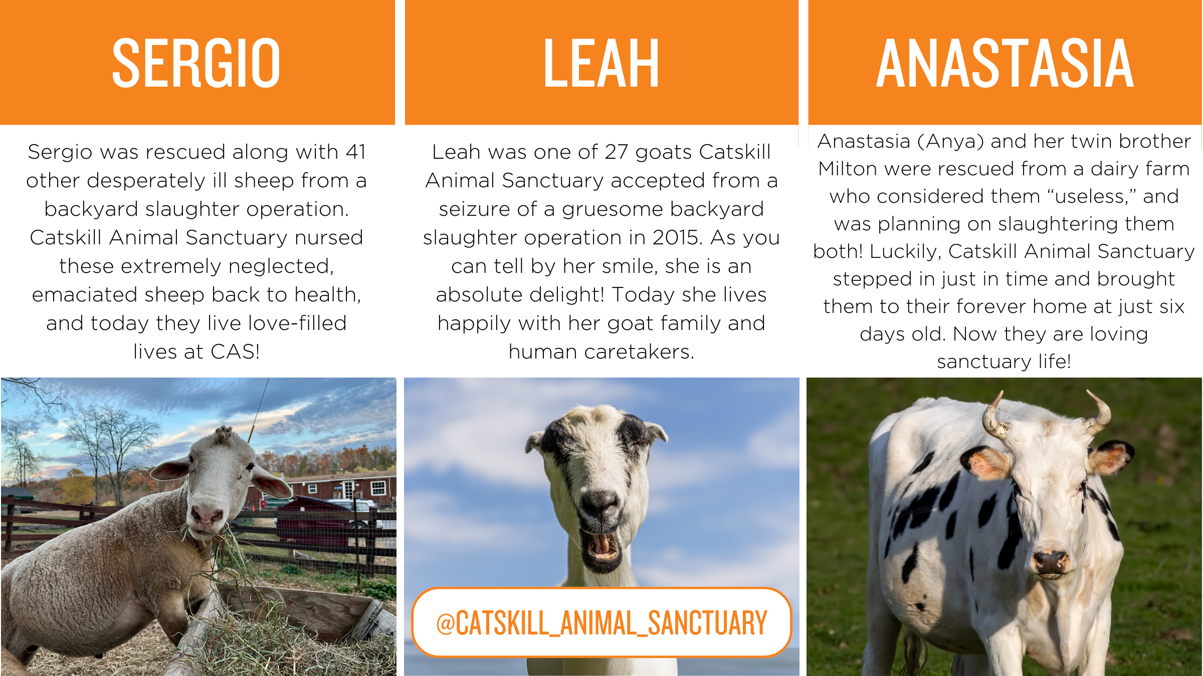 Photos of a sheep, goat and cow with copy. Sergio: Sergio was rescued along with 41 other desperately ill sheep from a backyard slaughter operation. Catskill Animal Sanctuary nursed these extremely neglected, emaciated sheep back to health, and today they live love-filled lives at CAS!  Leah: Leah was one of 27 goats Catskill Animal Sanctuary accepted from a seizure of a gruesome backyard slaughter operation in 2015. As you can tell by her smile, she is an absolute delight! Today she lives happily with her goat family and human caretakers. Anastasia: Anastasia (Anya) and her twin brother Milton were rescued from a dairy farm who considered them “useless,” and was planning on slaughtering them both! Luckily, Catskill Animal Sanctuary stepped in just in time and brought them to their forever home at just six days old. Now they are loving sanctuary life!