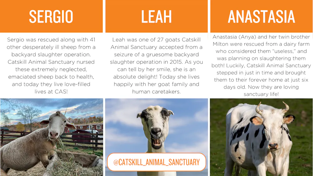 Photos of a sheep, goat and cow with copy. Sergio: Sergio was rescued along with 41 other desperately ill sheep from a backyard slaughter operation. Catskill Animal Sanctuary nursed these extremely neglected, emaciated sheep back to health, and today they live love-filled lives at CAS! Leah: Leah was one of 27 goats Catskill Animal Sanctuary accepted from a seizure of a gruesome backyard slaughter operation in 2015. As you can tell by her smile, she is an absolute delight! Today she lives happily with her goat family and human caretakers. Anastasia: Anastasia (Anya) and her twin brother Milton were rescued from a dairy farm who considered them “useless,” and was planning on slaughtering them both! Luckily, Catskill Animal Sanctuary stepped in just in time and brought them to their forever home at just six days old. Now they are loving sanctuary life!