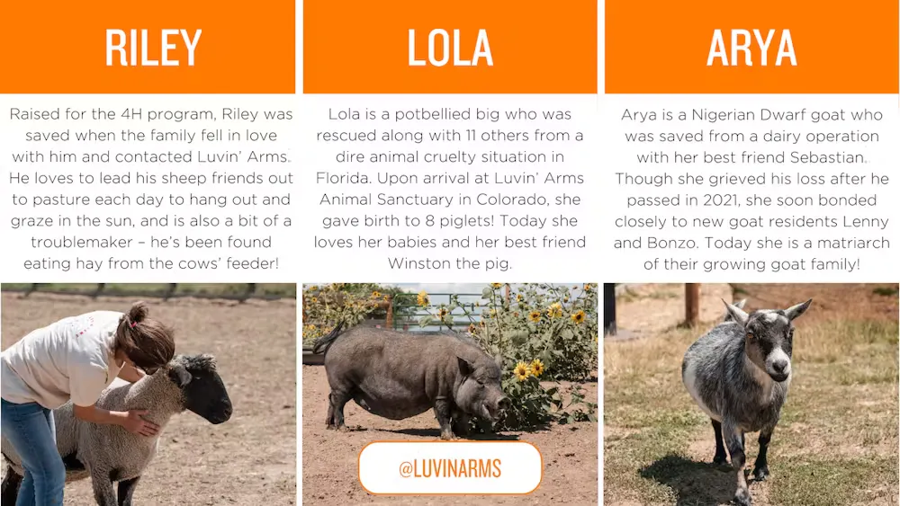 Photos of a sheep, pig and goat with the following copy: RILEY: Raised for the 4H program, Riley was saved when the family fell in love with him and contacted Luvin’ Arms. He loves to lead his sheep friends out to pasture each day to hang out and graze in the sun, and is also a bit of a troublemaker – he’s been found eating hay from the cows’ feeder! LOLA: Lola is a potbellied big who was rescued along with 11 others from a dire animal cruelty situation in Florida. Upon arrival at Luvin’ Arms Animal Sanctuary in Colorado, she gave birth to 8 piglets! Today she loves her babies and her best friend Winston the pig. ARYA: Arya is a Nigerian Dwarf goat who was saved from a dairy operation with her best friend Sebastian. Though she grieved his loss after he passed in 2021, she soon bonded closely to new goat residents Lenny and Bonzo. Today she is a matriarch of their growing goat family!