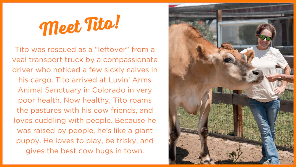 Tito was rescued as a “leftover” from a veal transport truck by a compassionate driver who noticed a few sickly calves in his cargo. Tito arrived at Luvin’ Arms Animal Sanctuary in Colorado in very poor health. Now healthy, Tito roams the pastures with his cow friends, and loves cuddling with people. Because he was raised by people, he’s like a giant puppy. He loves to play, be frisky, and gives the best cow hugs in town.