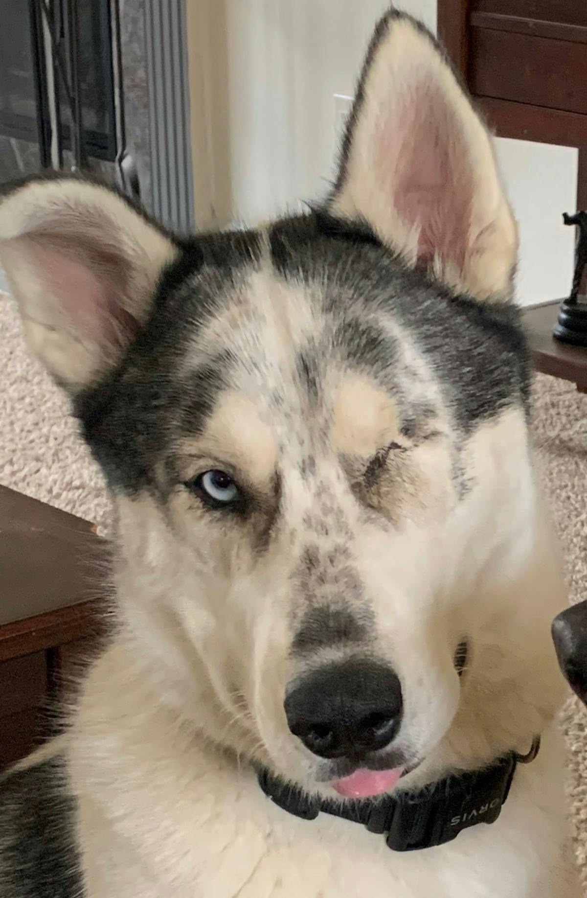 a brown and white dog looking at the camera