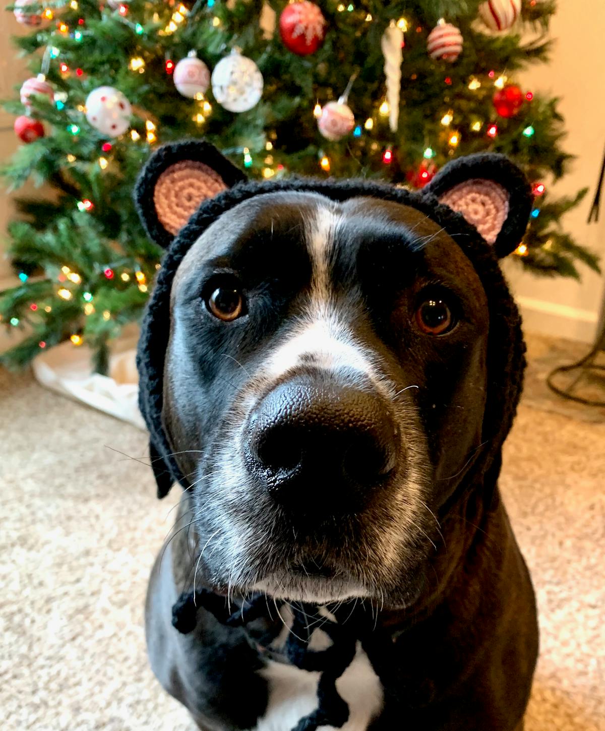 a dog looking at the camera