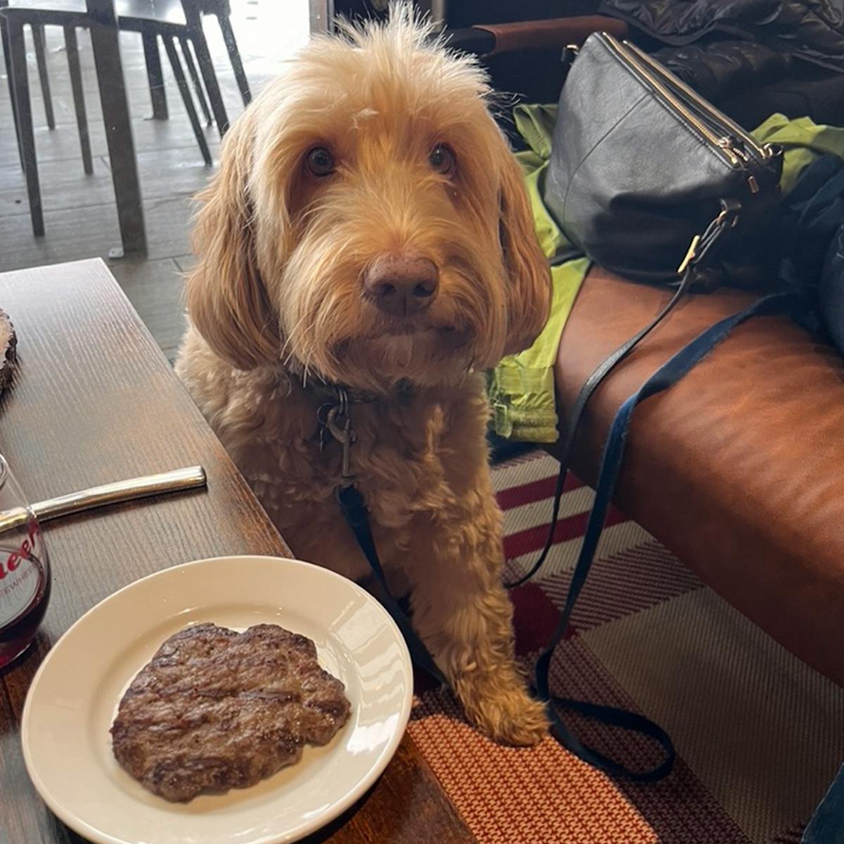 a dog sitting on a table