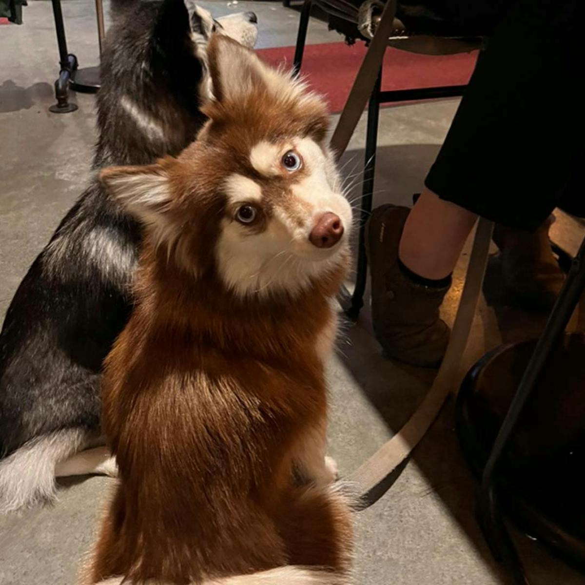 a dog sitting on a table