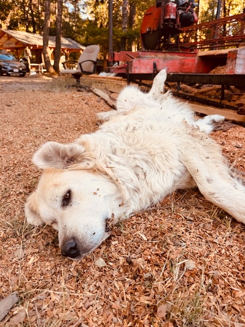 a dog lying on the ground