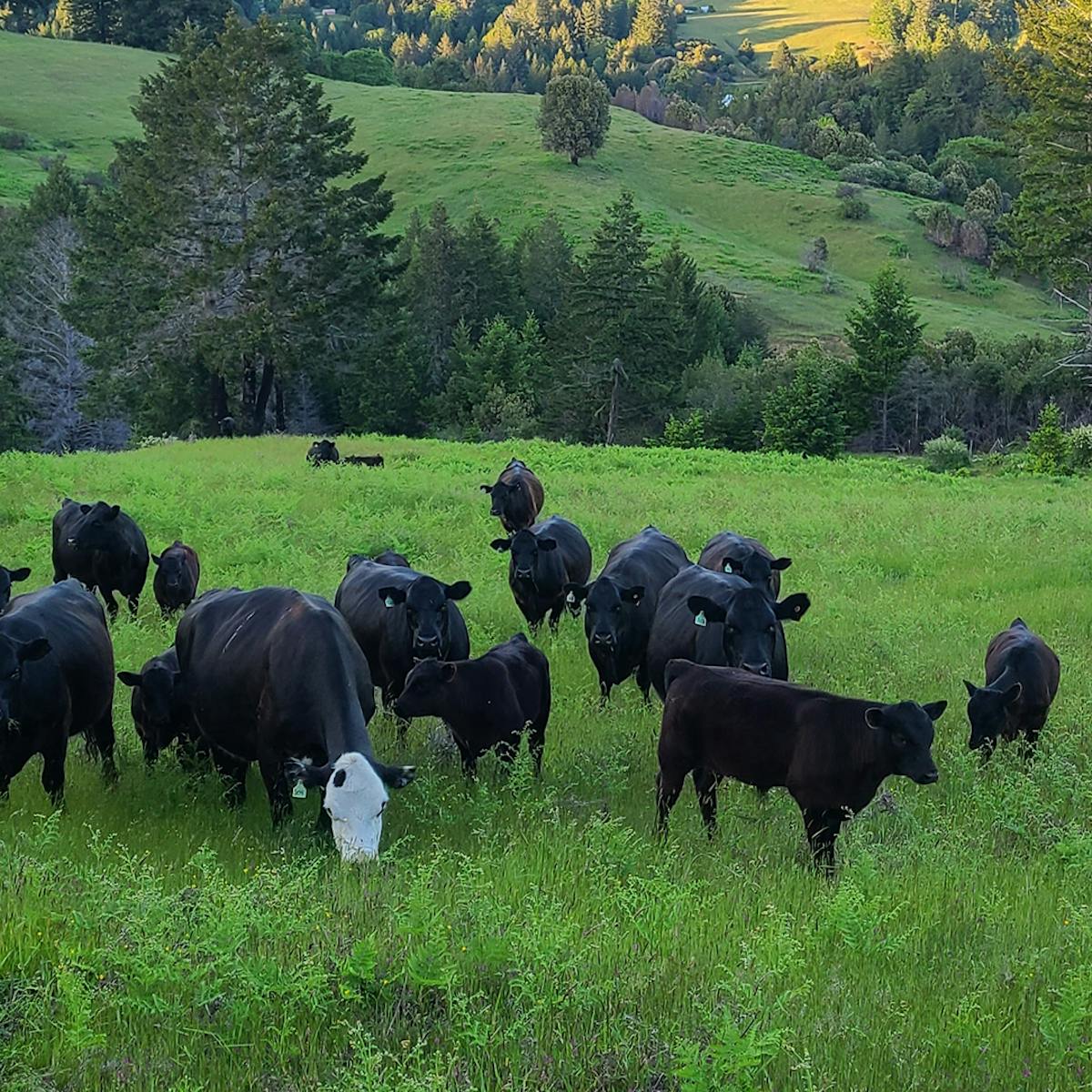 a herd of cattle standing on top of a lush green field