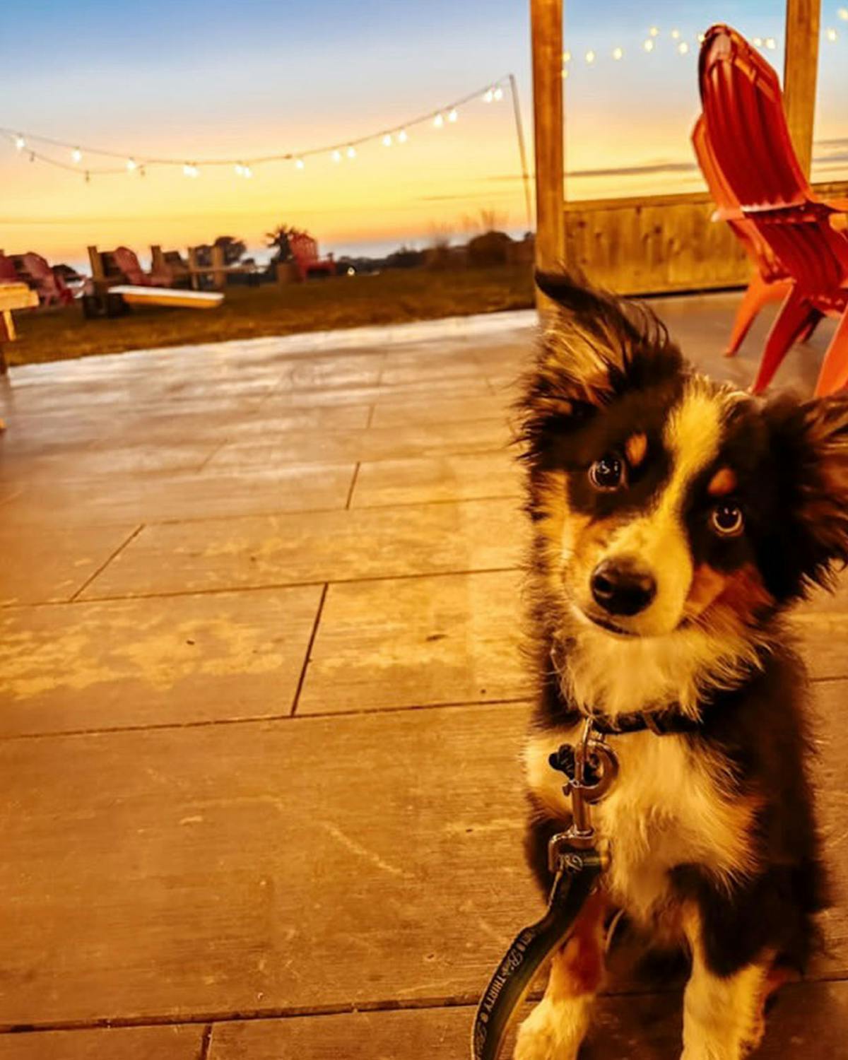 a dog sitting in front of a building
