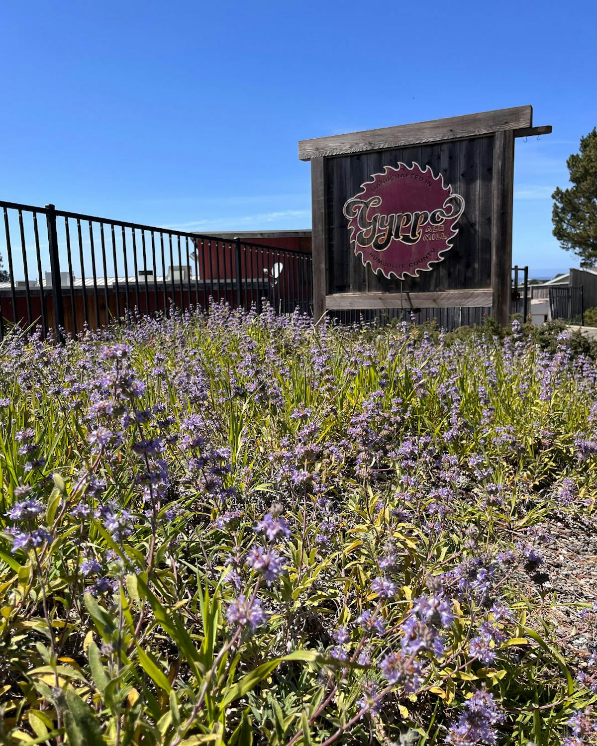 a close up of a flower garden