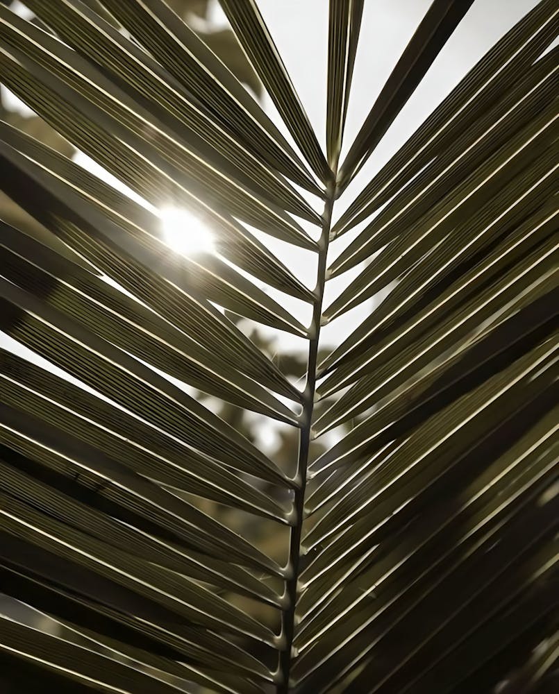 a close up of a palm leaf with the sun shining through it